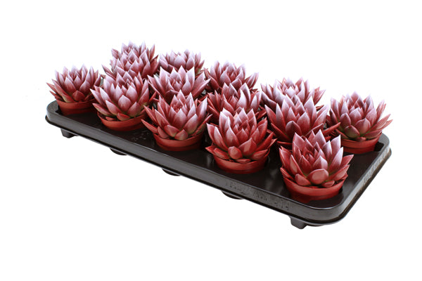 Echeveria colored red 11cm 8.5cm Pot