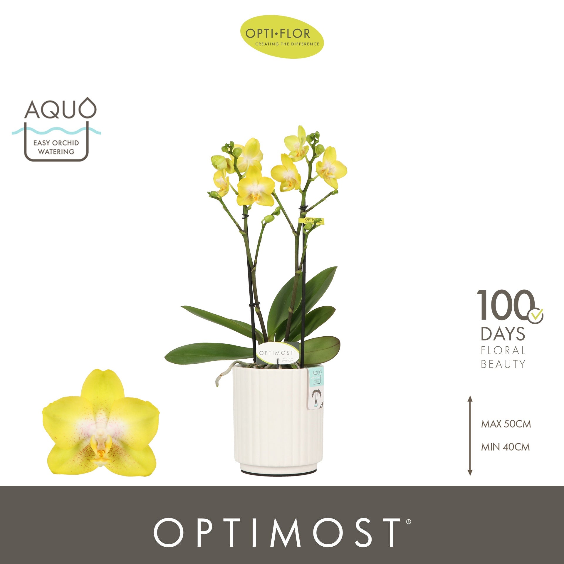 Phalaenopsis mf. Arezzo 45cm 12cm Pot