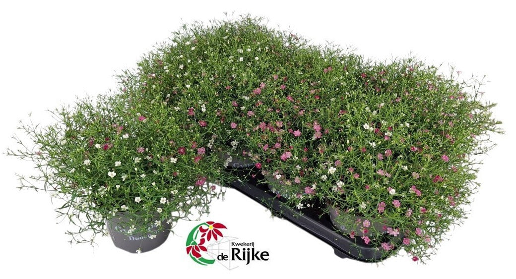 Gypsophila muralis Gypsy duo 24cm 12cm Pot