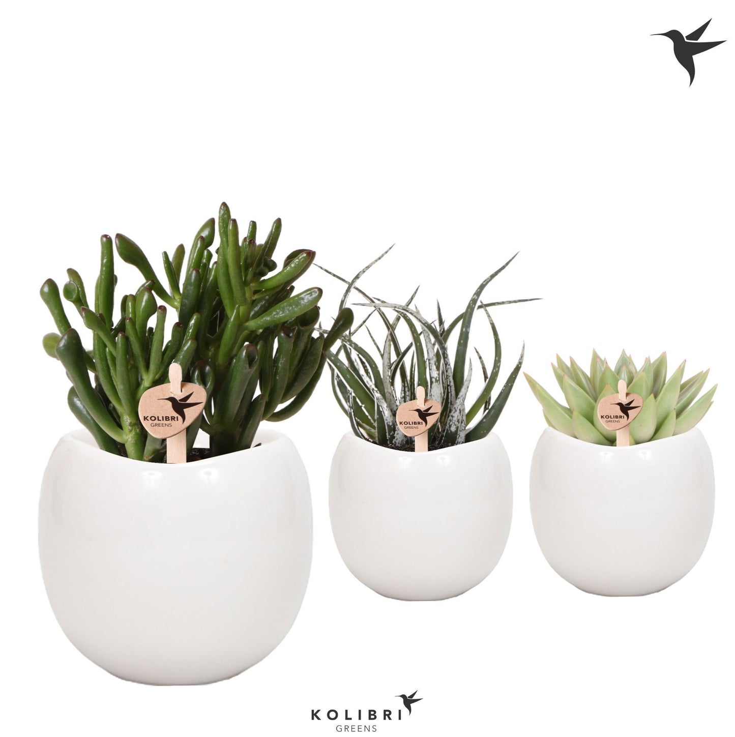 Succulenten mix (+ drp.ceramic) 21cm 9cm Pot