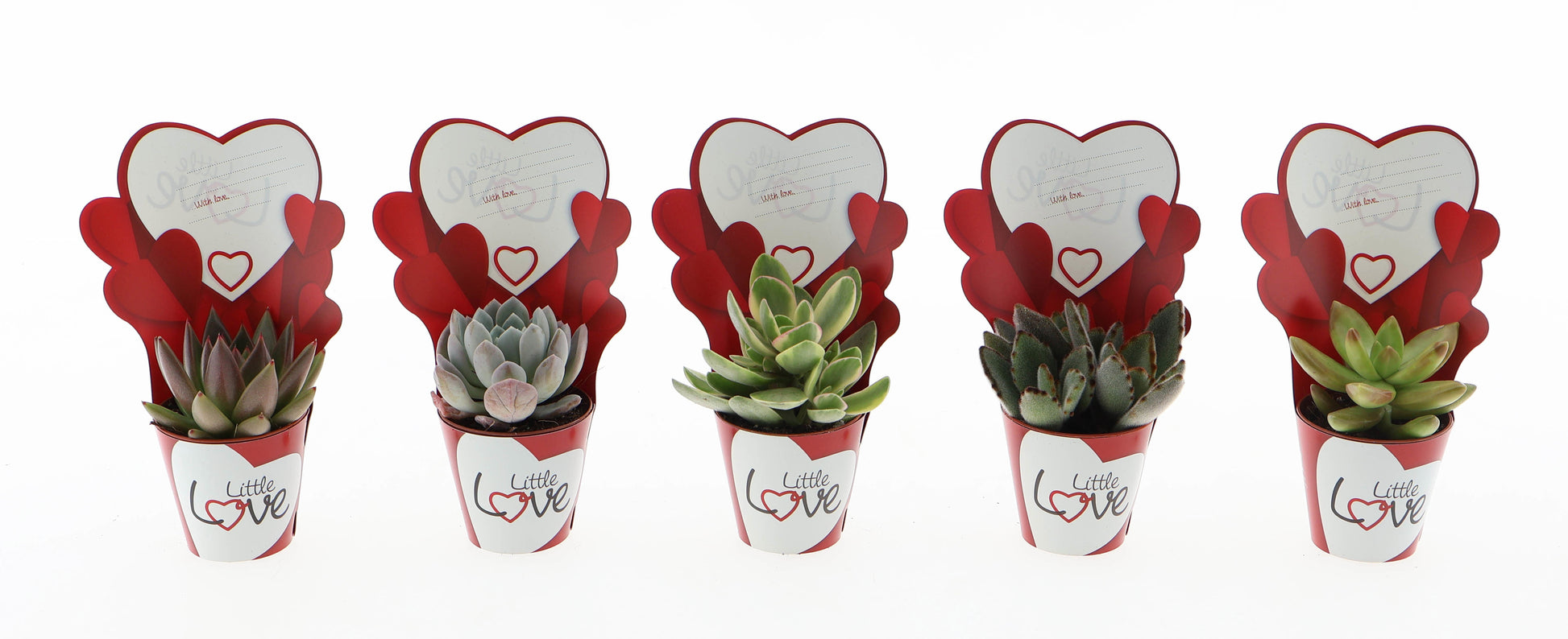 Potcover little love succulent mix 8cm 505cm Pot