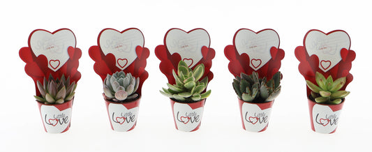 Potcover little love succulent mix 8cm 5.5cm Pot