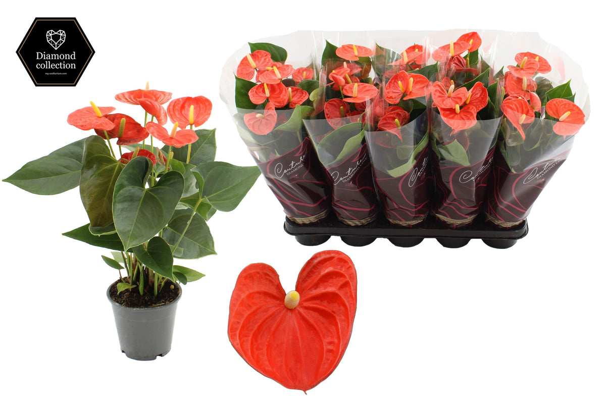 Anthurium Cinemato 40cm 12cm Pot