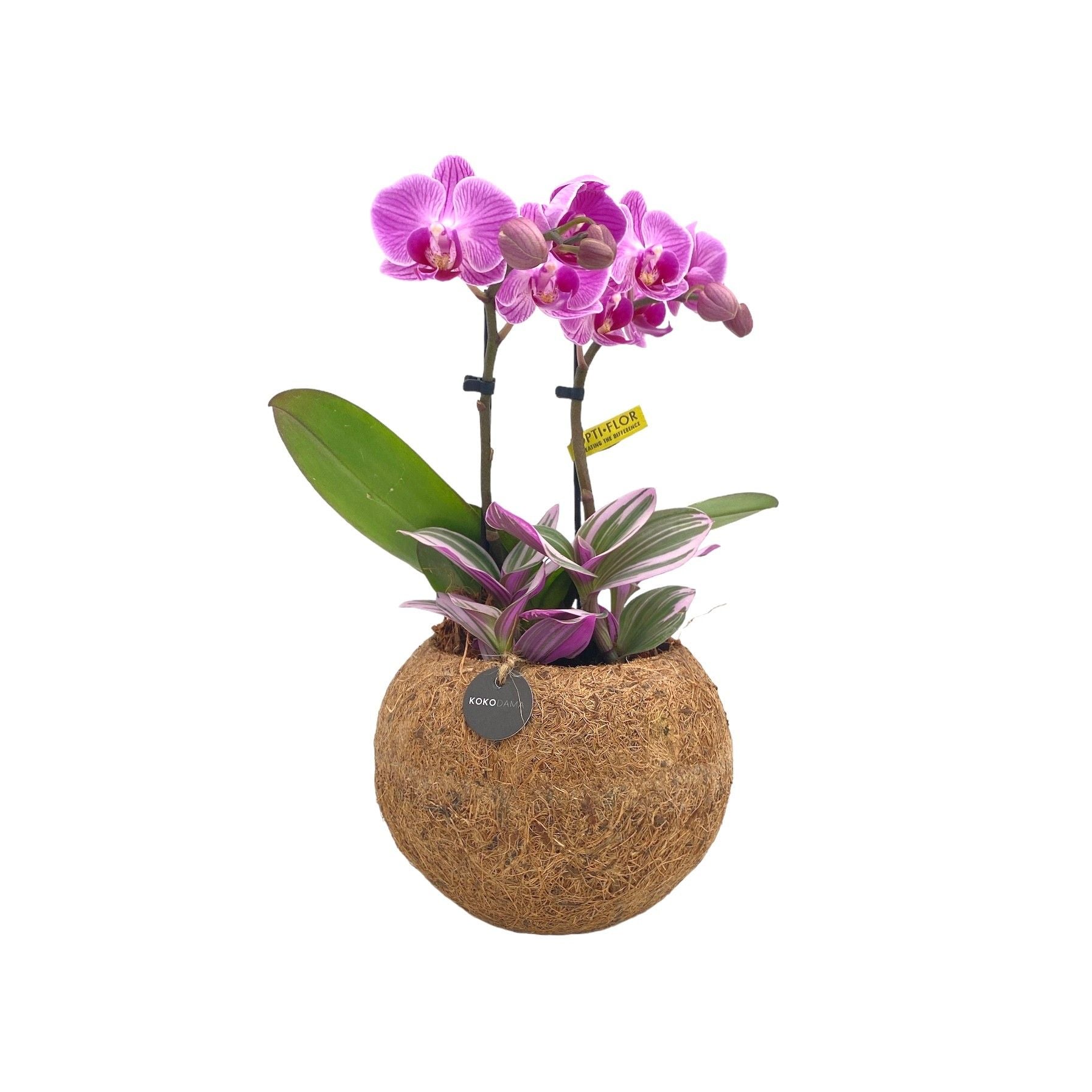 Kokoplant BV arr. Phalaenopsis Pack of 3
