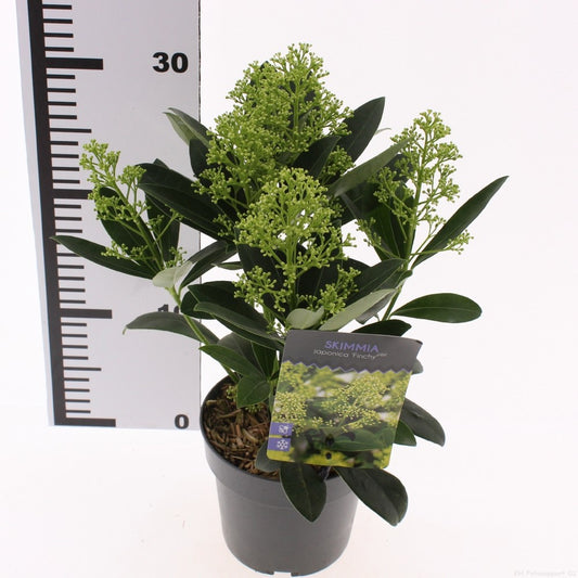 Skimmia japonica Finchy 30cm 13cm Pot