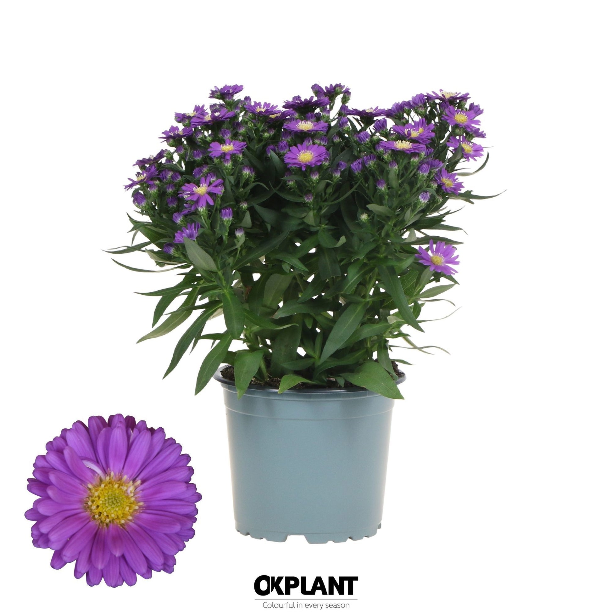 Aster nb. Starletta Blue 30cm 12cm Pot