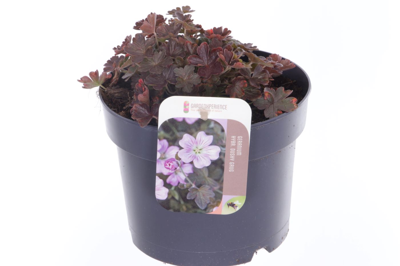 Geranium Azure Rush 20cm 17cm Pot