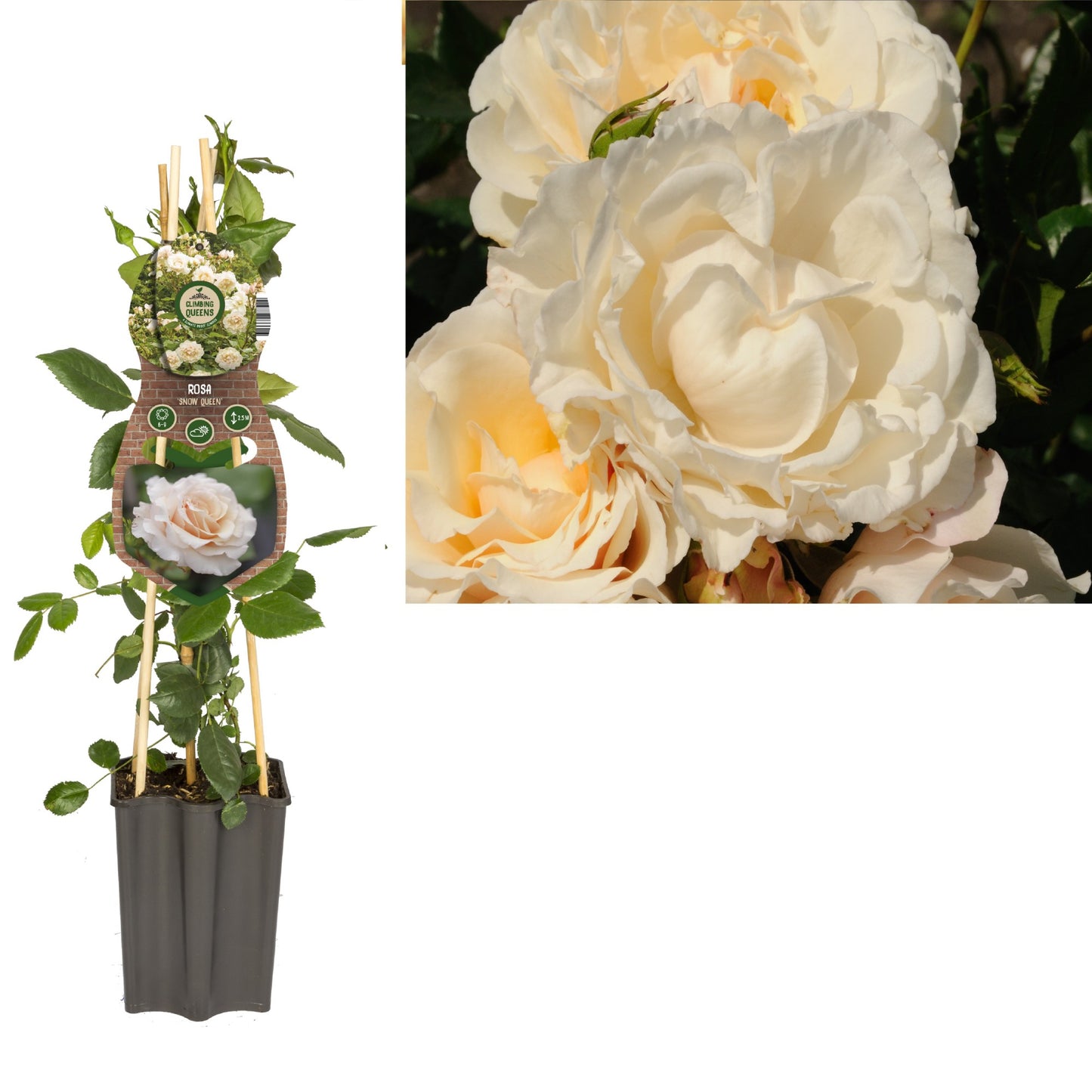 Rosa Snow Queen 65cm 15cm Pot