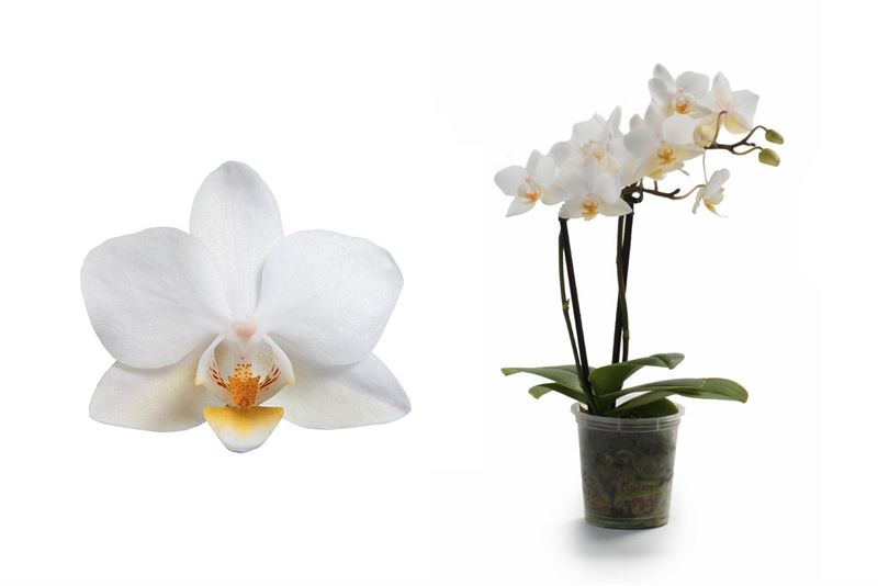 Phalaenopsis hybrid 17cm 6cm Pot