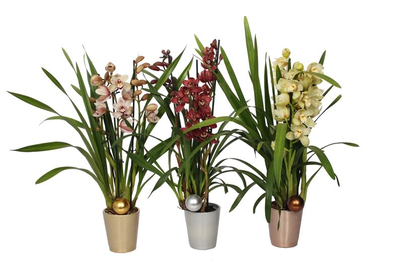 Cymbidium mix 50cm 12cm Pot