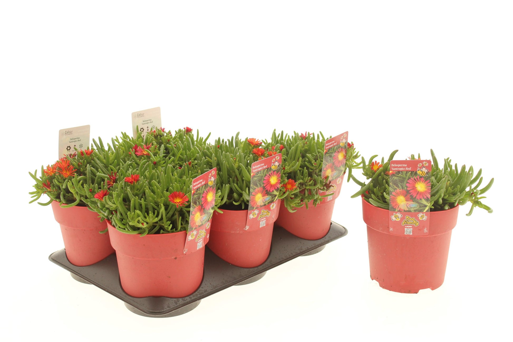 Delosperma Suntropics Orange 10cm 15cm Pot