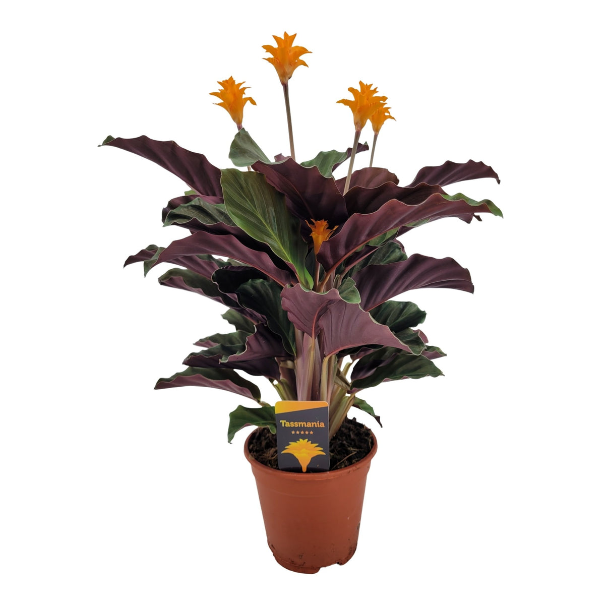 Calathea Tassmania 40cm 14cm Pot
