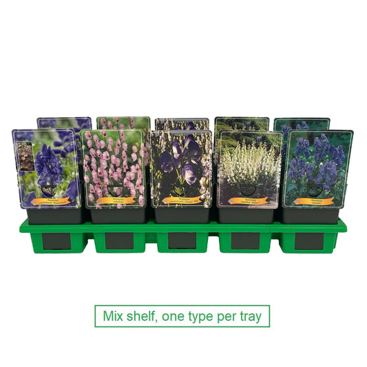 Aconitum mix 25cm 11cm Pot