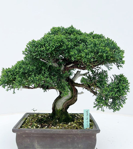 Juniperus chinensis 25cm 16cm Pot