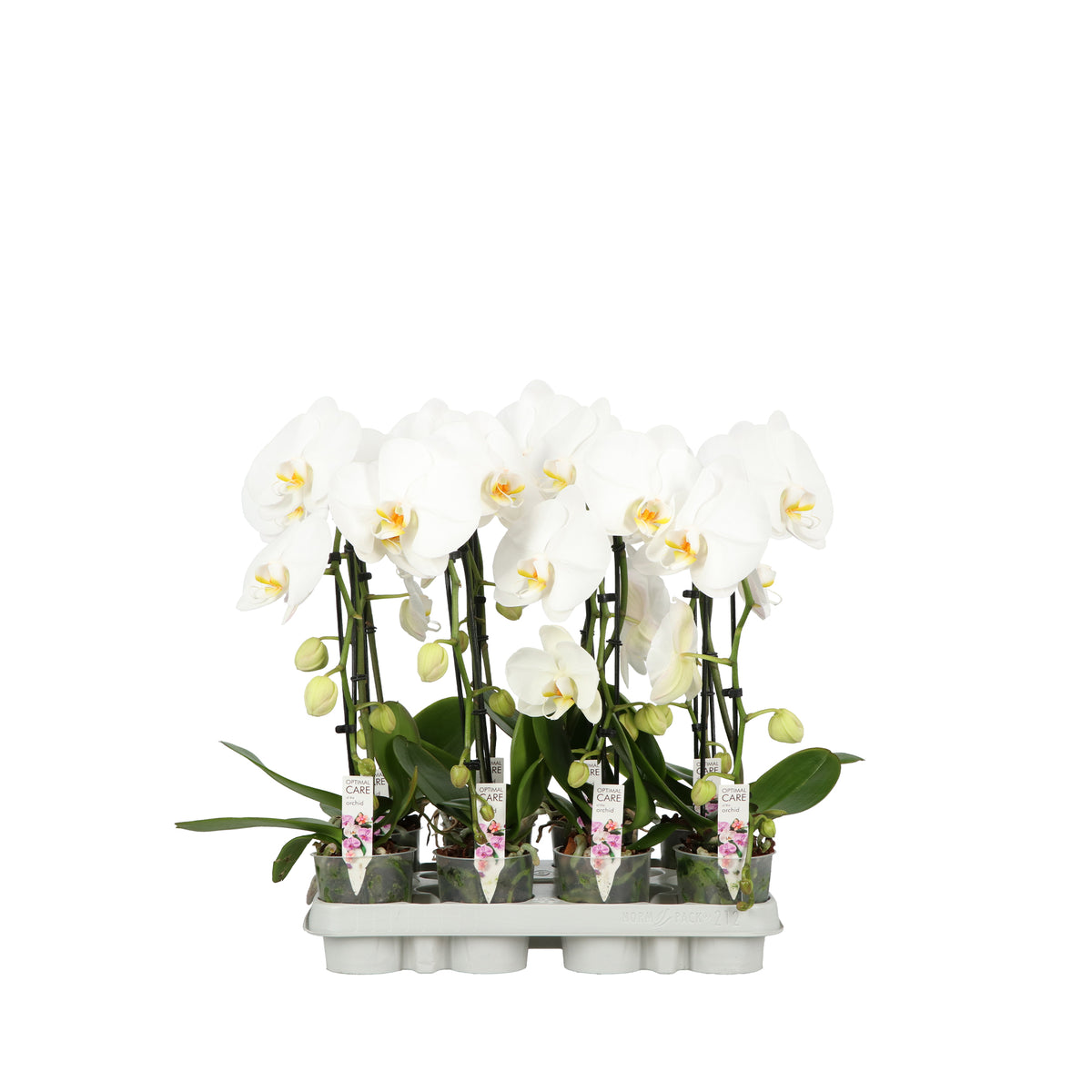 Phalaenopsis Hybrid 50cm 9cm Pot