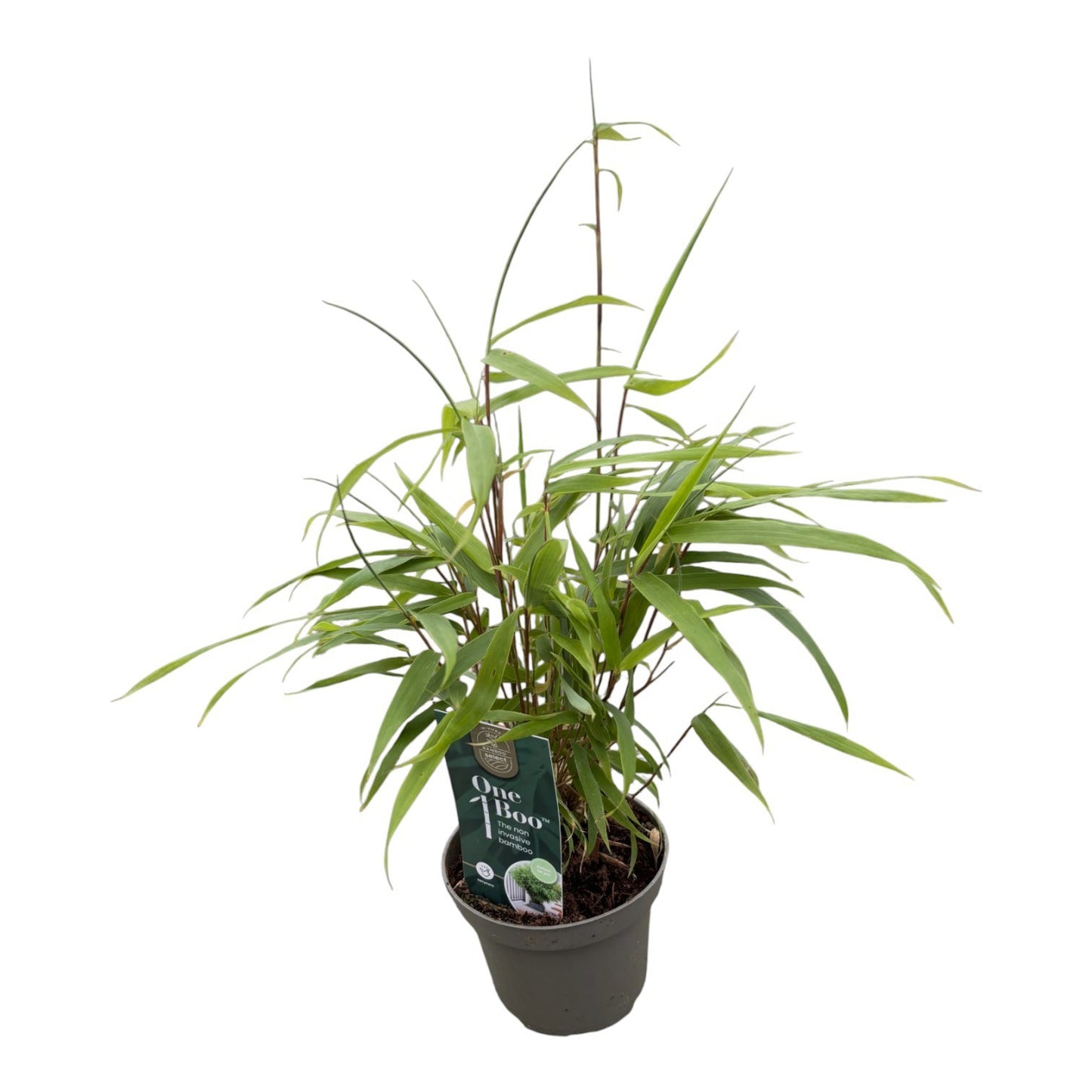 Fargesia rufa 20cm 10cm Pot