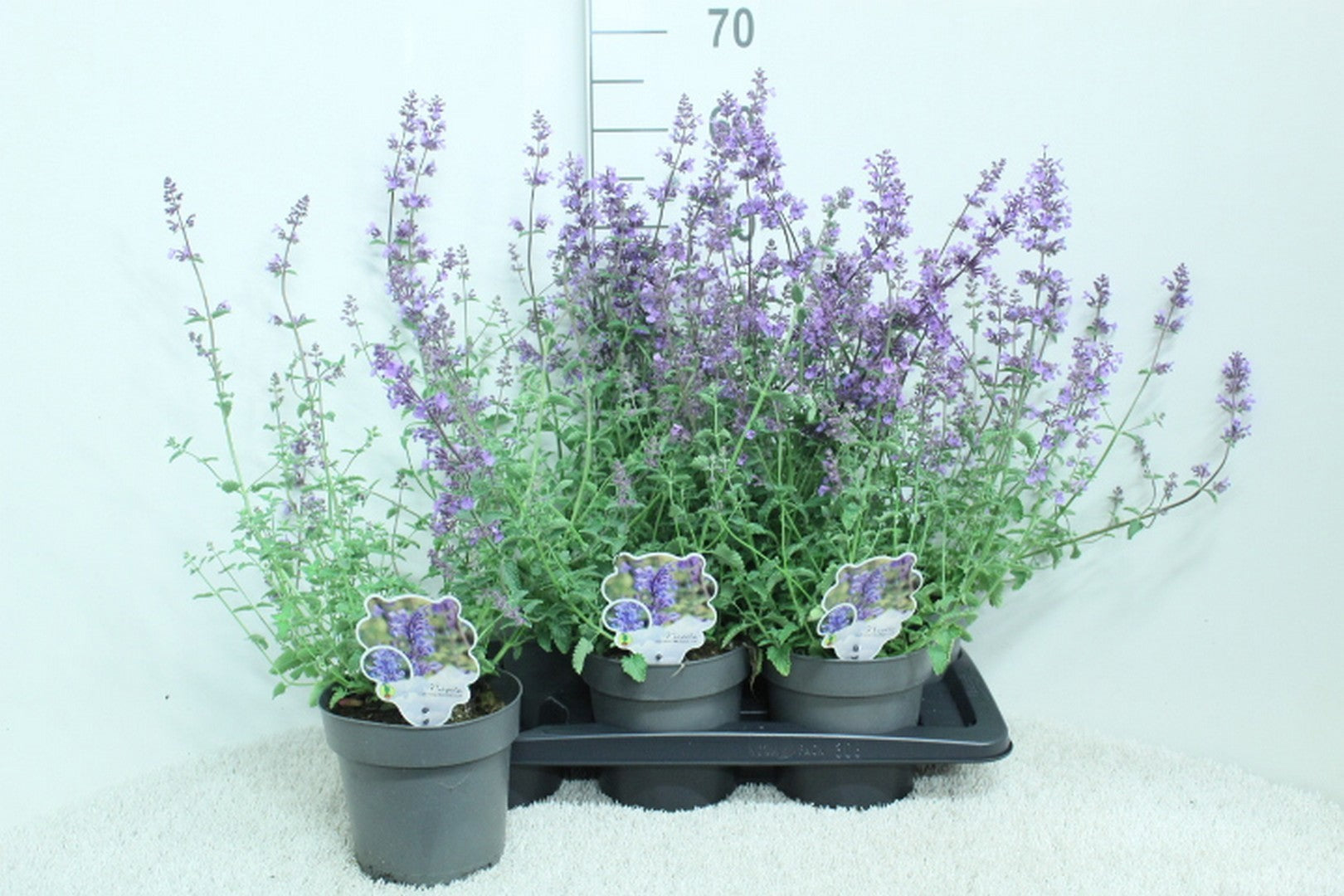 Nepeta faa. Walker's Low 60cm 17cm Pot