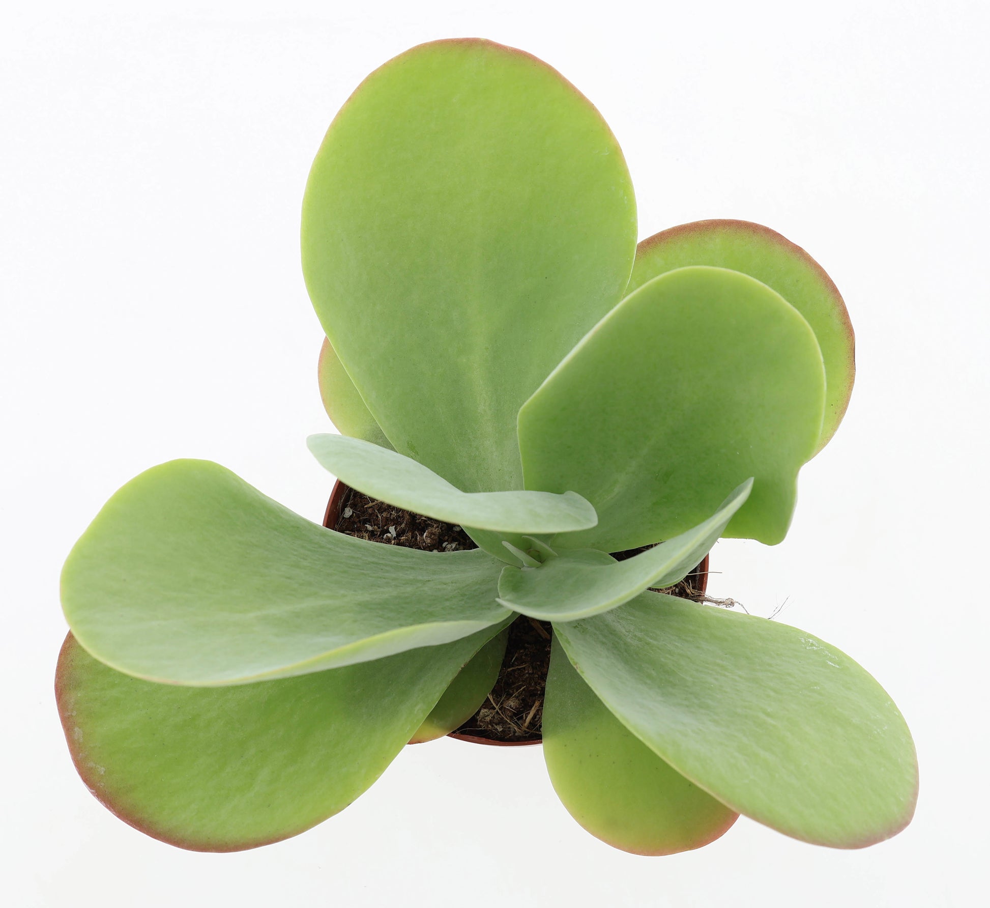 Kalanchoe thyrsiflora Red Lips 20cm 12cm Pot