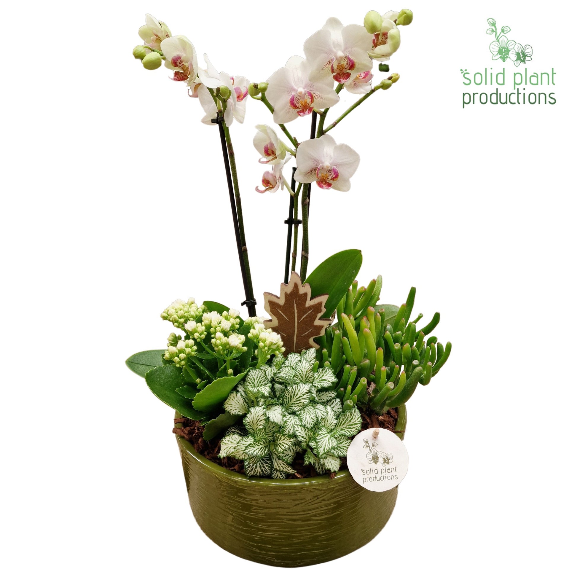 PH004 Stella Green White 45cm 22cm Pot