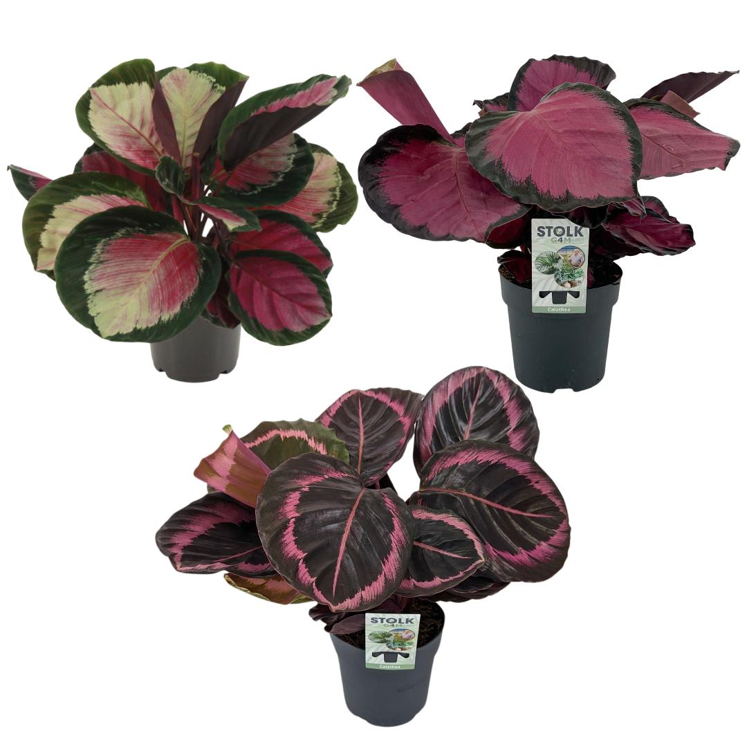 Calathea mix 40cm 14cm Pot