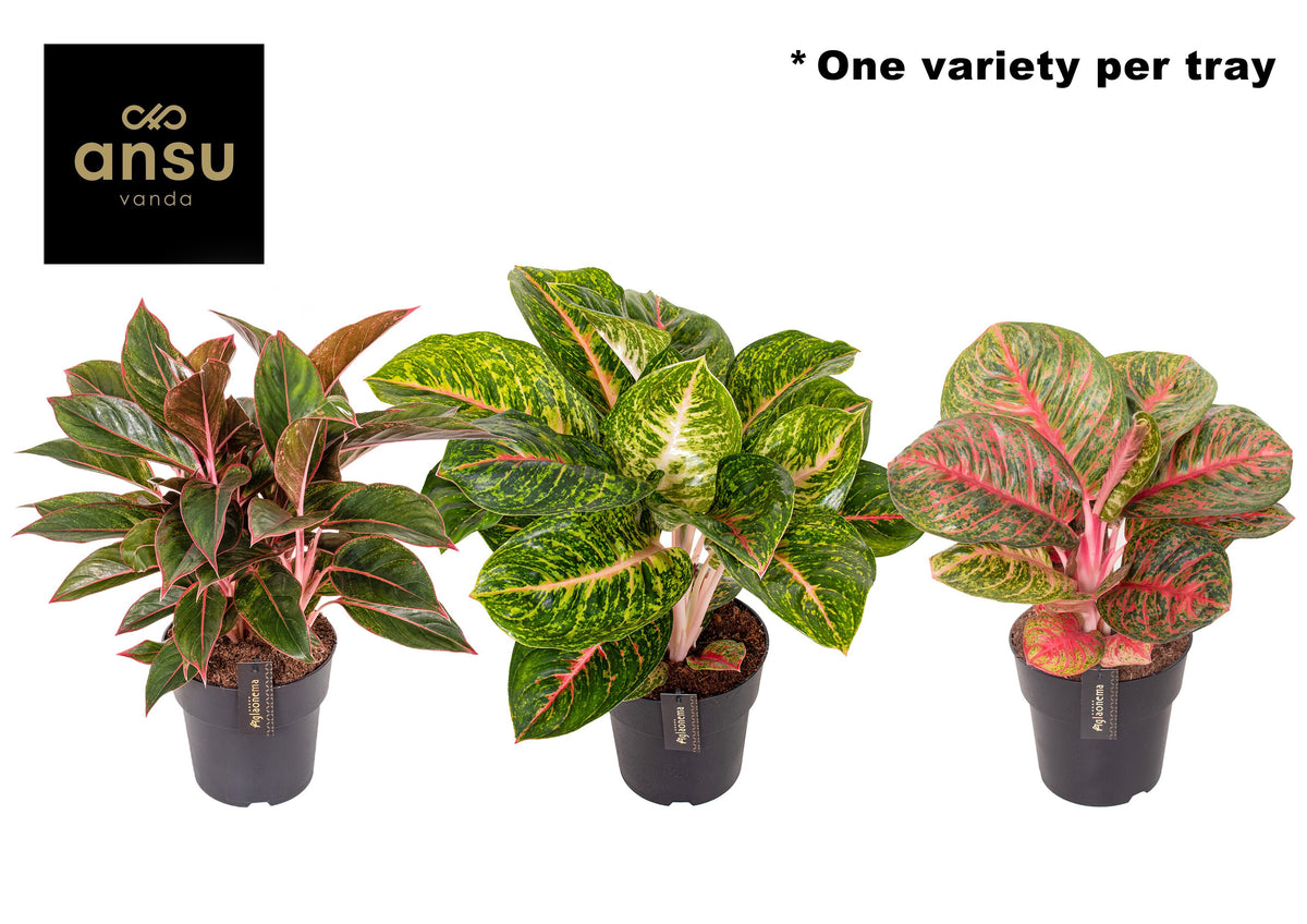 Aglaonema Hybrid 50cm 19cm Pot