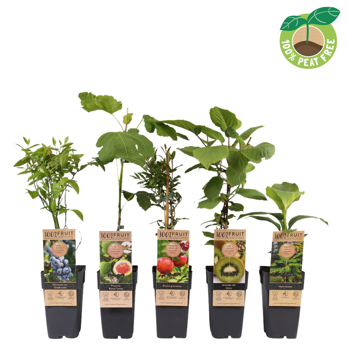 Fruit mix 50cm 15cm Pot