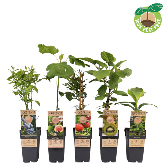 Fruit mix 50cm 15cm Pot