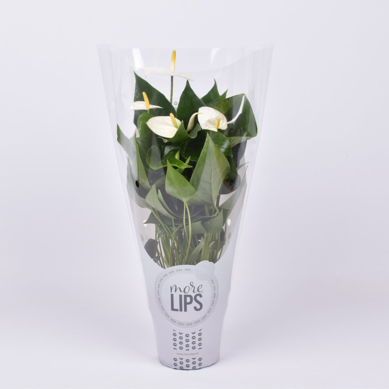 Anthurium Cocos in Christmas sleeve 40cm 12cm Pot