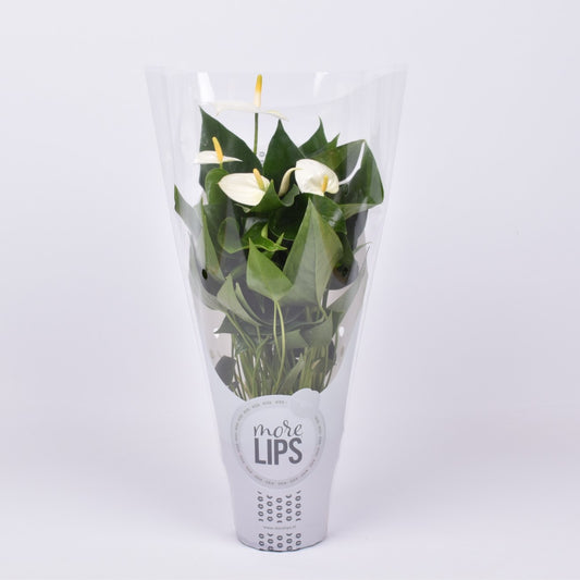 Anthurium Cocos in Christmas sleeve 40cm 12cm Pot