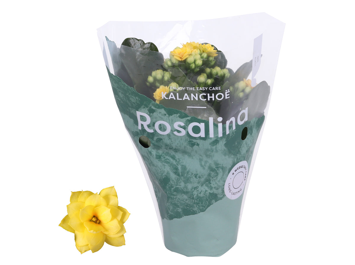 Kalanchoe Rosalina Don Amarillo 15cm 7cm Pot