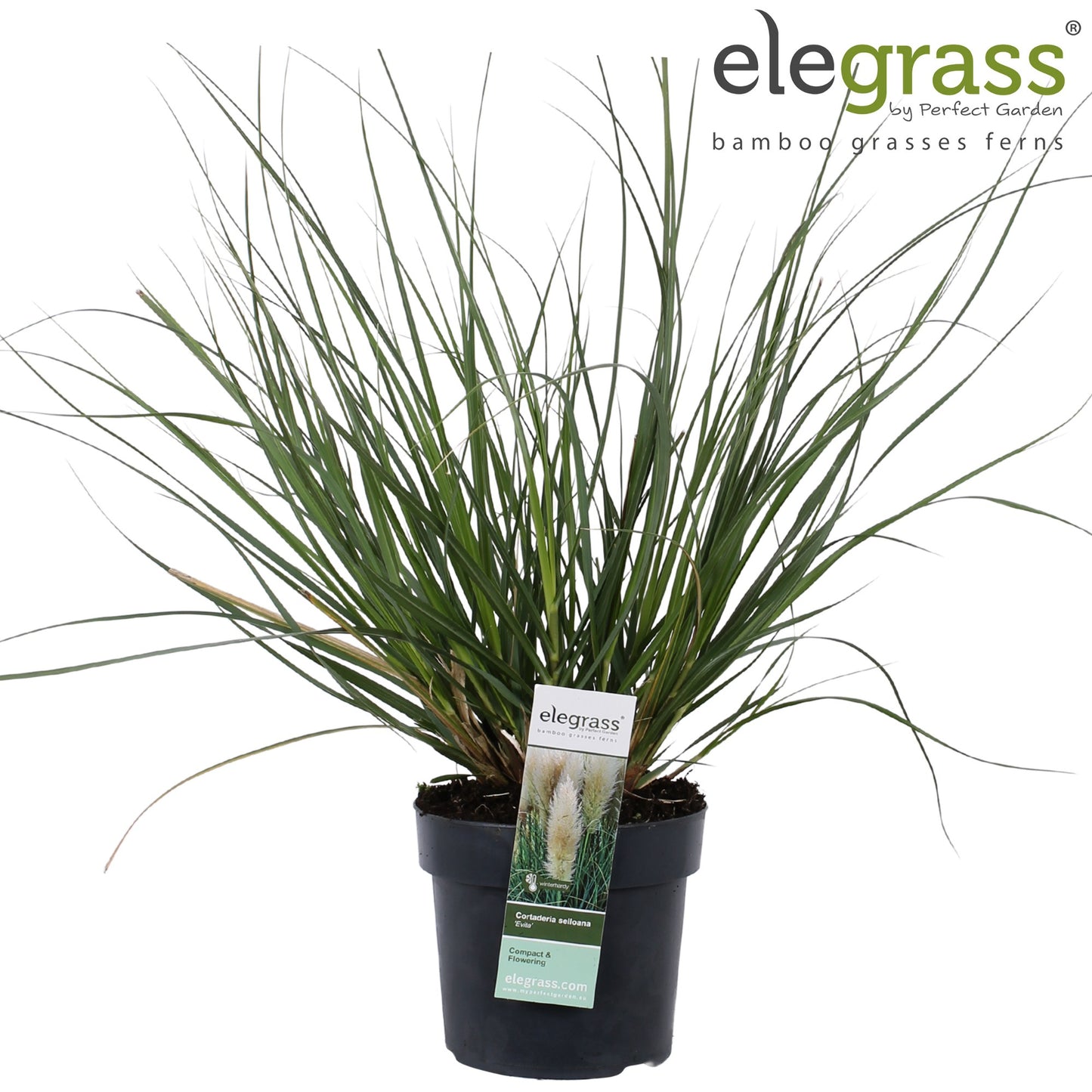 Cortaderia sel. Evita 90cm 19cm Pot