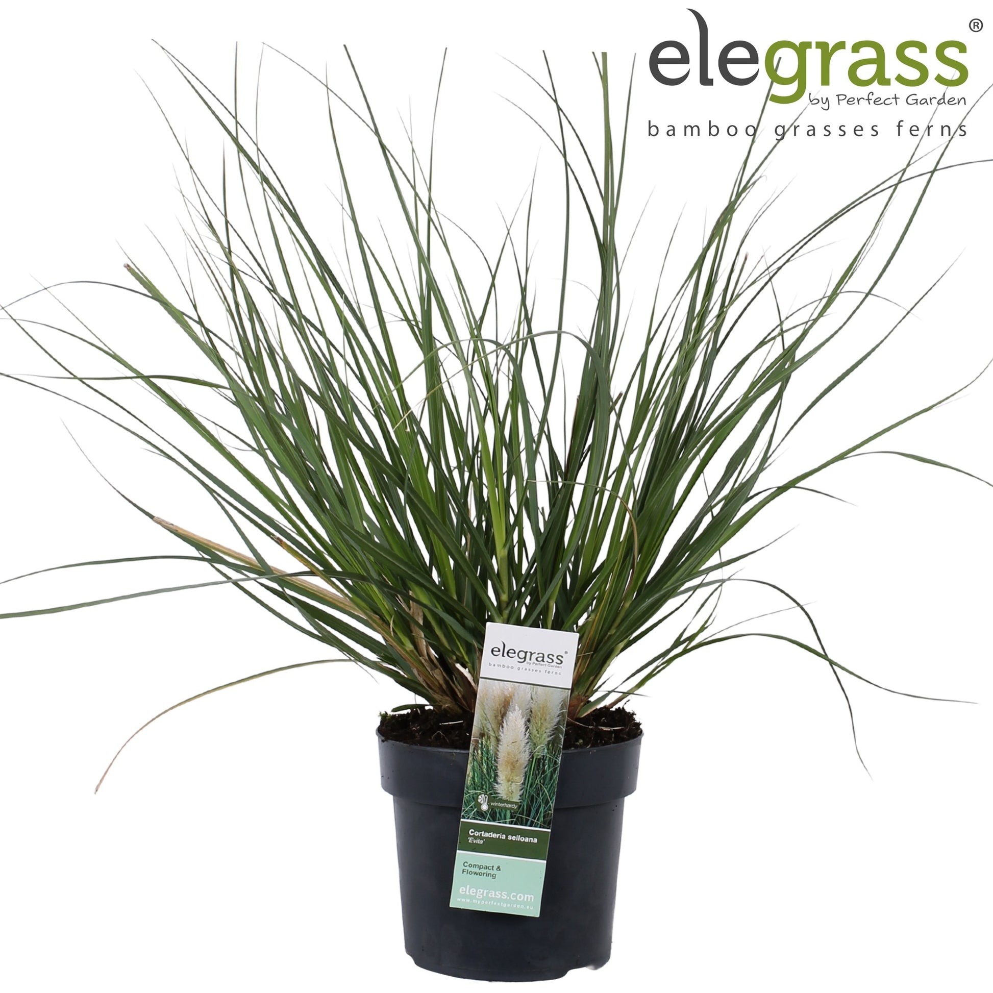 Cortaderia sel. Evita 90cm 19cm Pot
