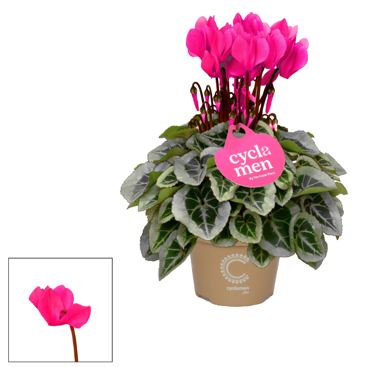 Cyclamen Picasso pink 25cm 10.5cm Pot