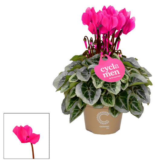 Cyclamen Picasso pink 25cm 10.5cm Pot