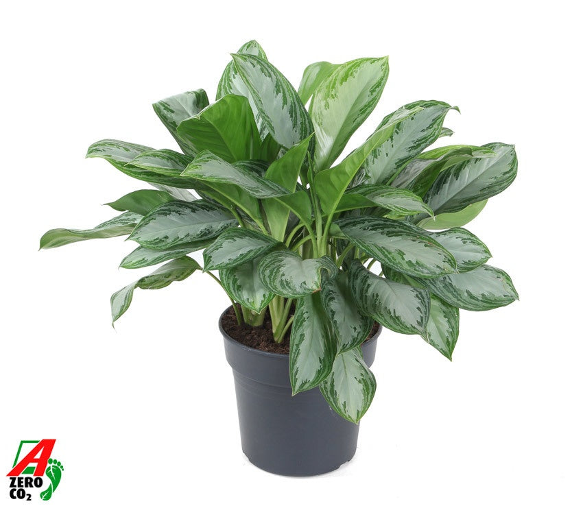 Aglaonema Silver Bay 80cm 30cm Pot