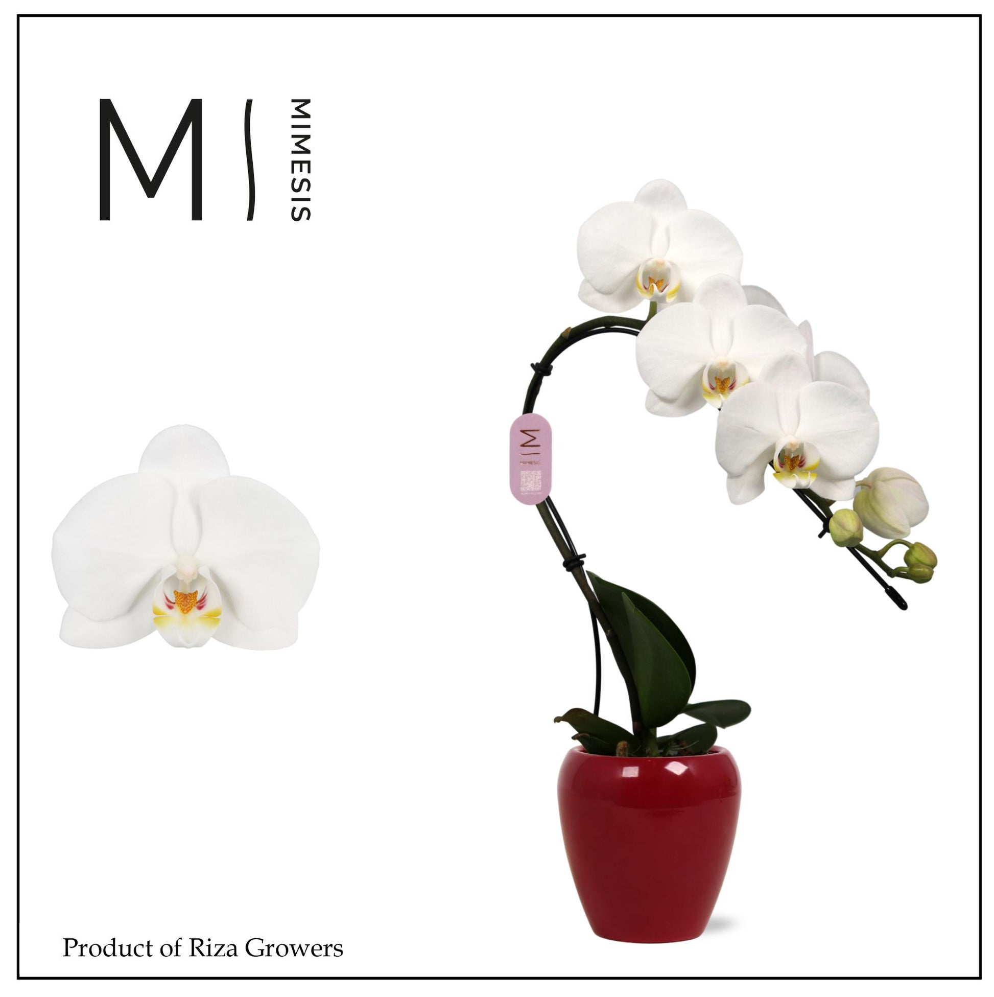Riza Ter Laak Orchios Phalaenopsis White Swan (+ drp.ceramic) Pack of 6