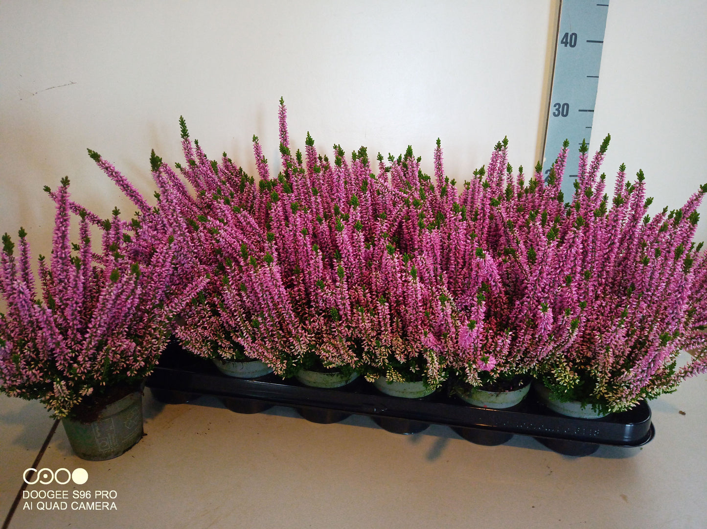 Dwingelflora Vof, Kwekery Calluna Beauty Ladies pink Pack of 18