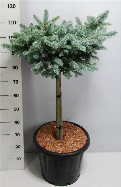Picea pun. Glauca Globosa 120cm 38cm Pot
