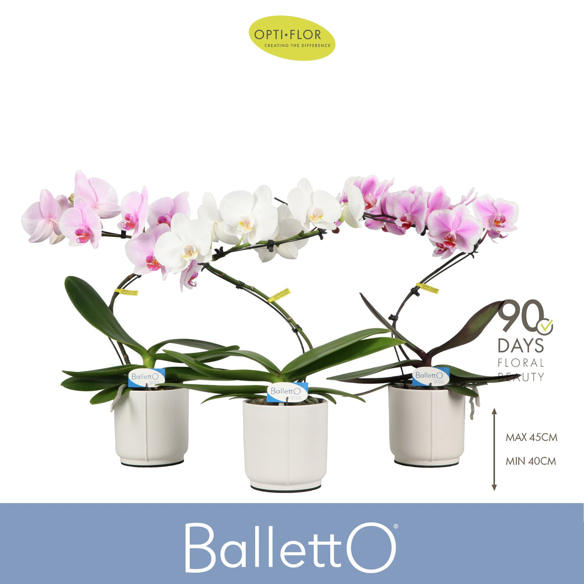 Phalaenopsis mix 45cm 12cm Pot