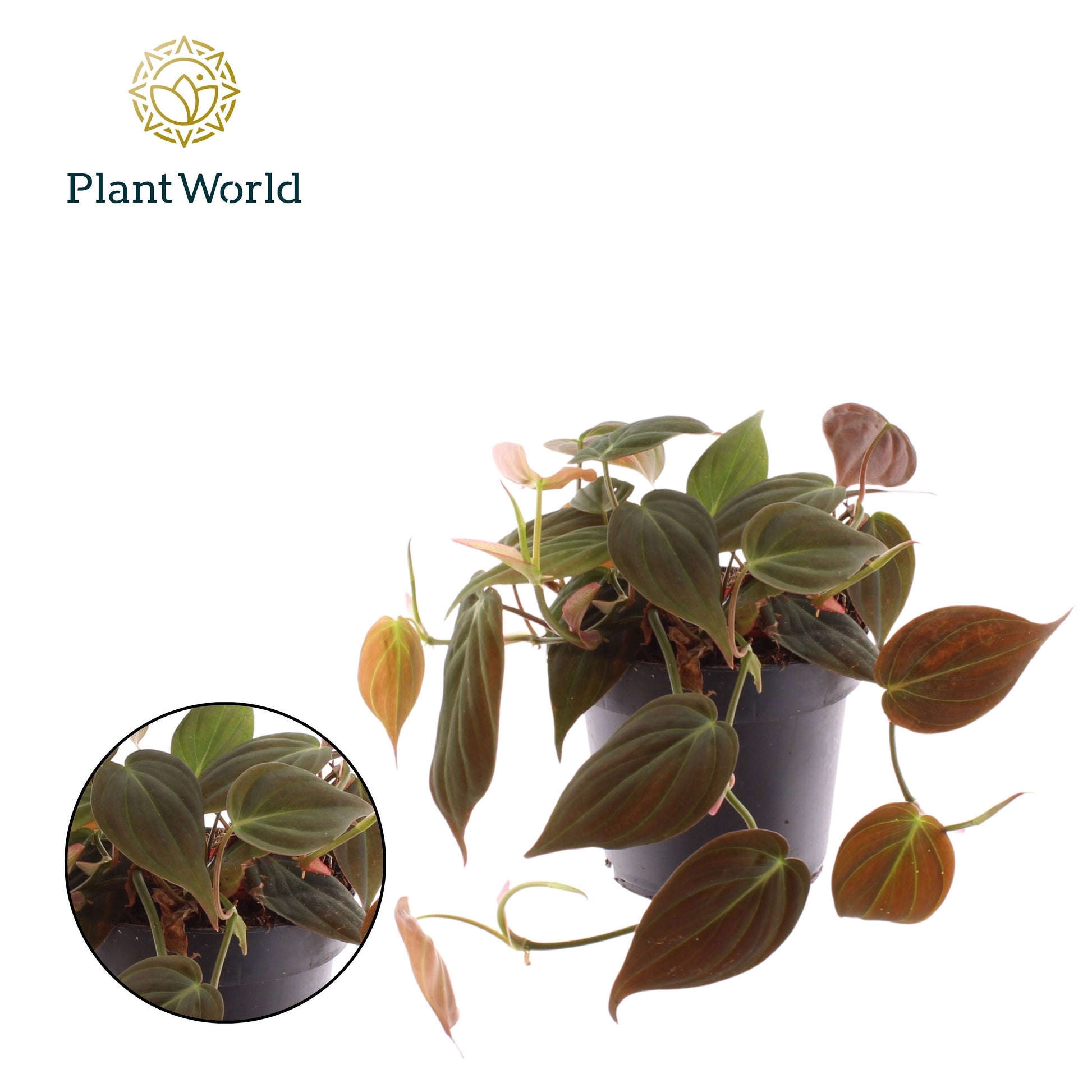 Philodendron scandens Micans 20cm 12cm Pot