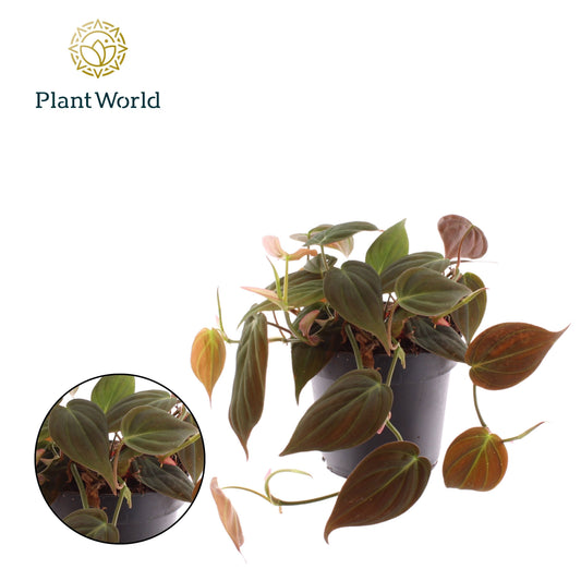 Philodendron scandens Micans 20cm 12cm Pot