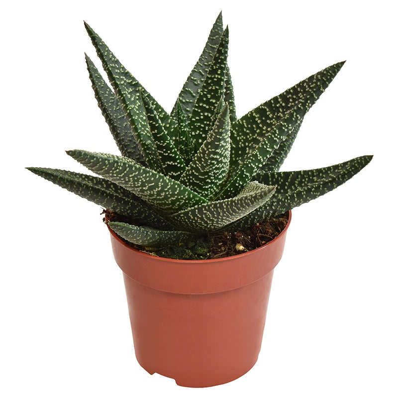 Gasterhaworthia Royal Highness 14cm Special Pot (508)