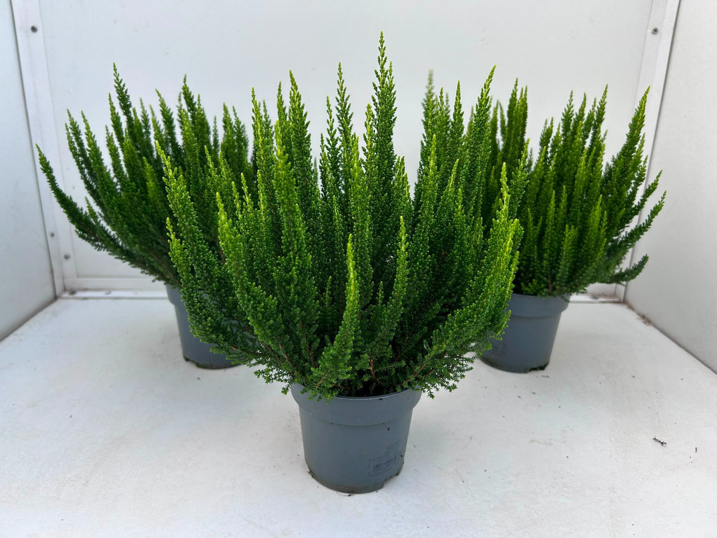 Gartenbau Janshen Gbr Calluna Skyline Verona Pack of 10