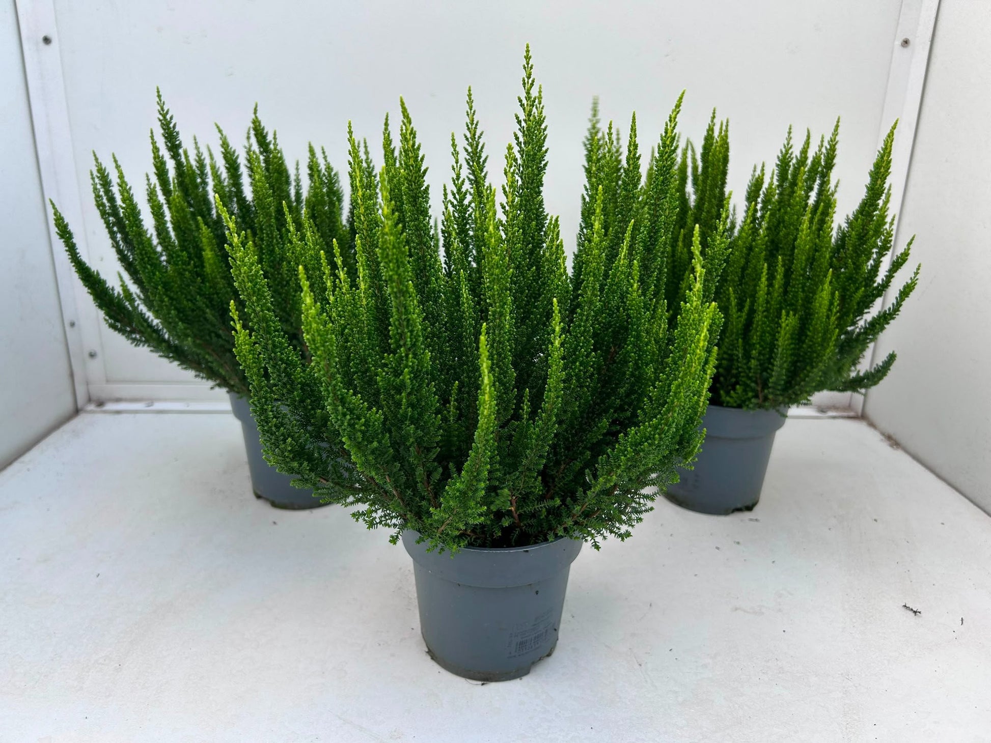 Gartenbau Janshen Gbr Calluna Skyline Verona Pack of 10