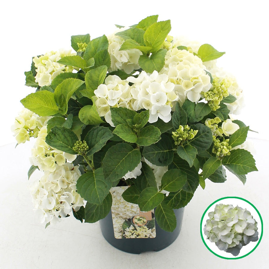 Hydrangea macrophylla 45cm 23cm Pot