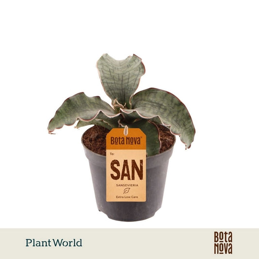 Sansevieria kirkii Silver Blue 20cm 8.5cm Pot