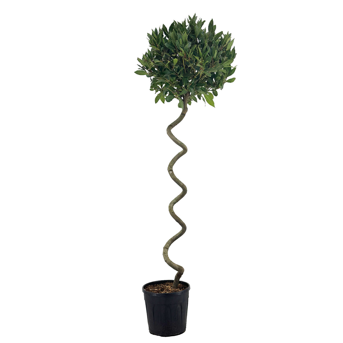 Laurus nobilis 150cm 25cm Pot