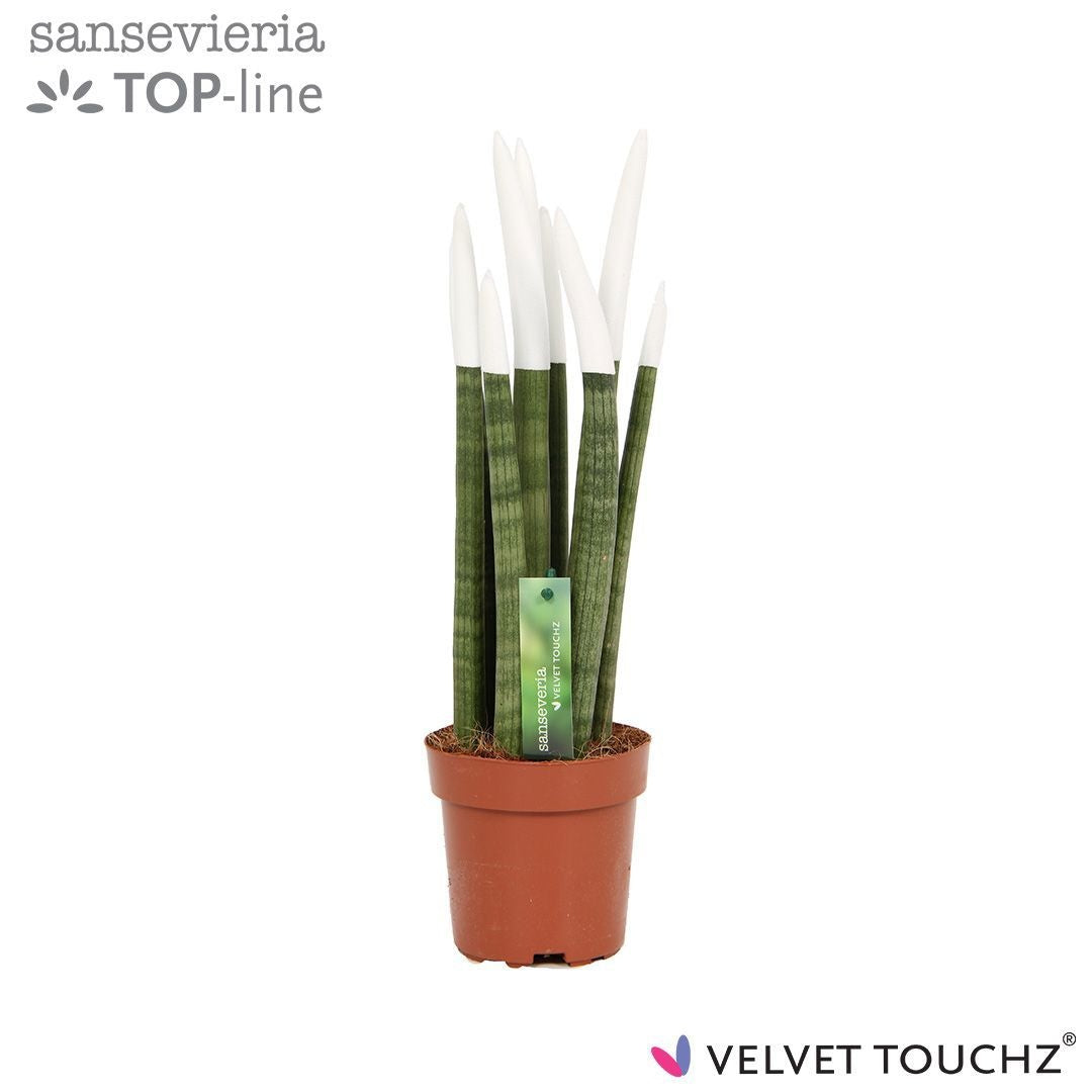 Sansevieria cylindrica 45cm 12cm Pot
