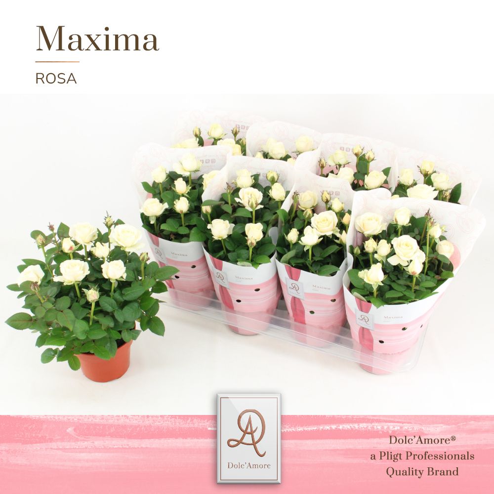 Pligt Professionals BV Rosa Infinity White Pack of 8