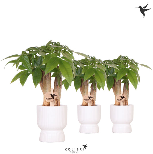 pachira-aquatica-20cm-6cm-pot-17706whpac